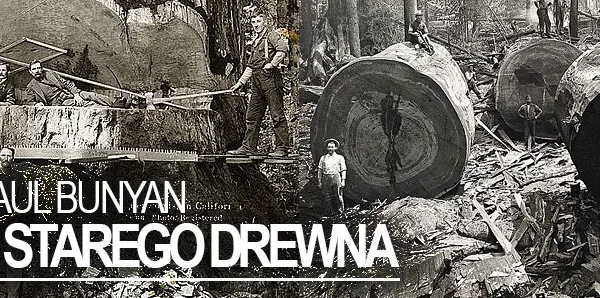 Tajemnice starego drewna — skąd pochodzi i czym różni się od nowego